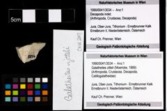 Foto (Objekt + Etiketten) von Galatheites zitteli (Moericke, 1889) 